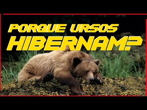 Vídeo: Características dos animais: por que o urso hiberna