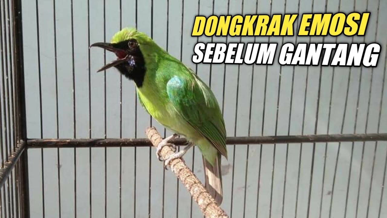 BUKTIKAN!! PANCINGAN AMPUH MENAIKAN EMOSI CUCAK IJO AGAR JAMTROK BONGKAR ISIAN SAAT LOMBA