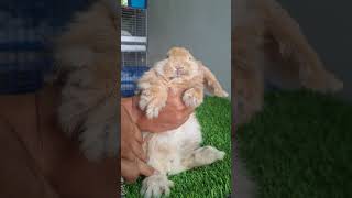 Kedatangan lagi pasien kelinci yang terkena scabies di kandang Kings Bunny #kelinci #rabbit #bunny