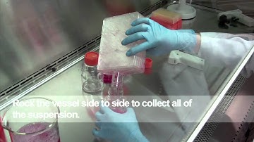 Harvesting cells from the HYPERFlask® Vessel- Part 4 (Japanese)