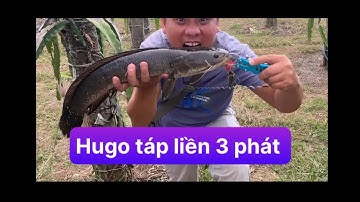 Câu cá lóc bằng mồi giả . Hugo táp liền ba phát mới dính , làm món cá lóc hấp hành mỡ ngon nhứt nách