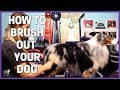 How To Brush Your Aussie