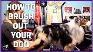 How To Brush Your Aussie