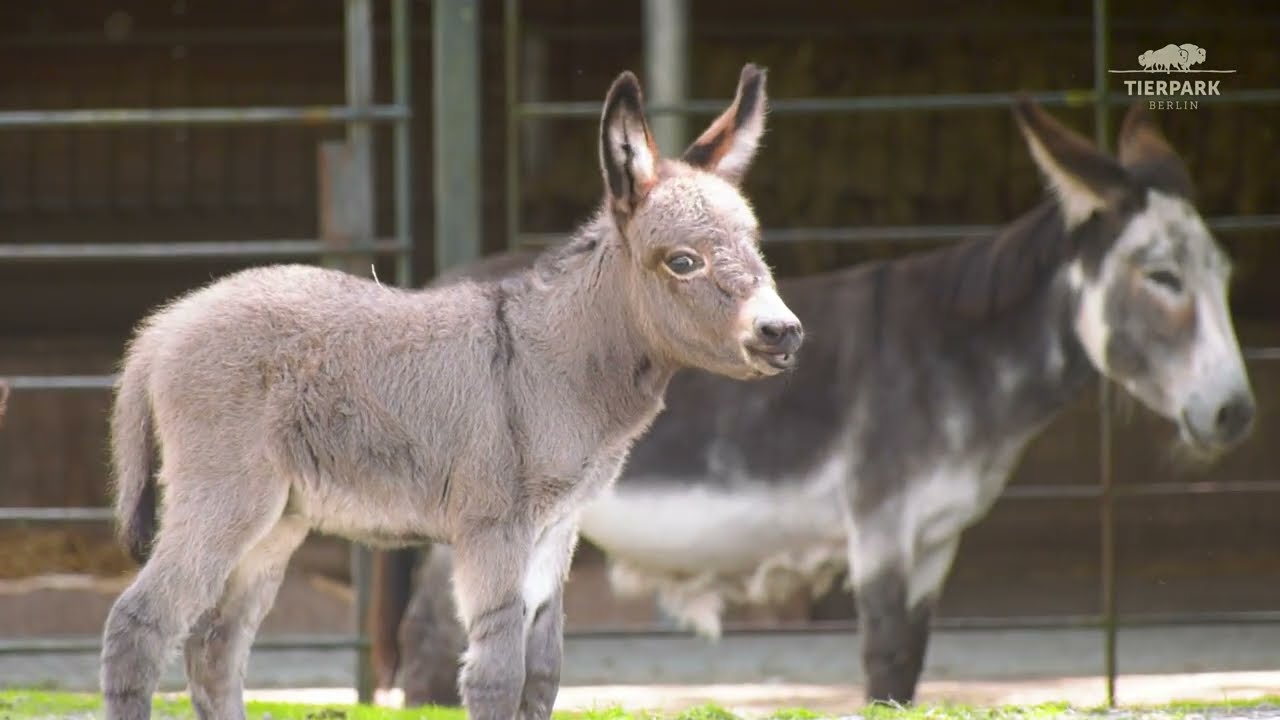 Zwergesel-Jungtier im Tierpark Berlin - Miniature donkey cub at Tierpark Berlin