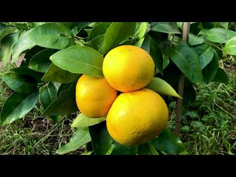 Vídeo: Trovita Growing Info: Saiba mais sobre o Trovita Orange Tree Care