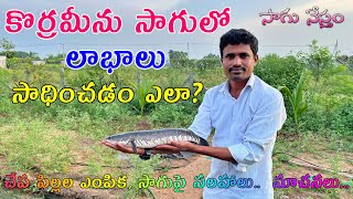 Fish Farming in Telugu | కొరమేను చేపల సాగు విధానం | Murrel Fish Farm | Desi Murrel | Sagu Nestham
