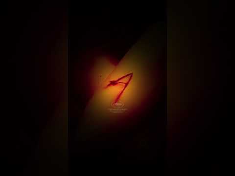 ALPHA, le nouveau film de Julia Ducournau, le 20 août au cinéma ❤️‍🔥