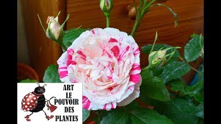 Conseils jardinage: Cultivez un rosier en pot! Entretien, taille arrosage