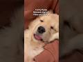 Funny puppy moments to make you Smile 😊 #dogshorts #goldenretriever #puppies #puppy #puppyvideos