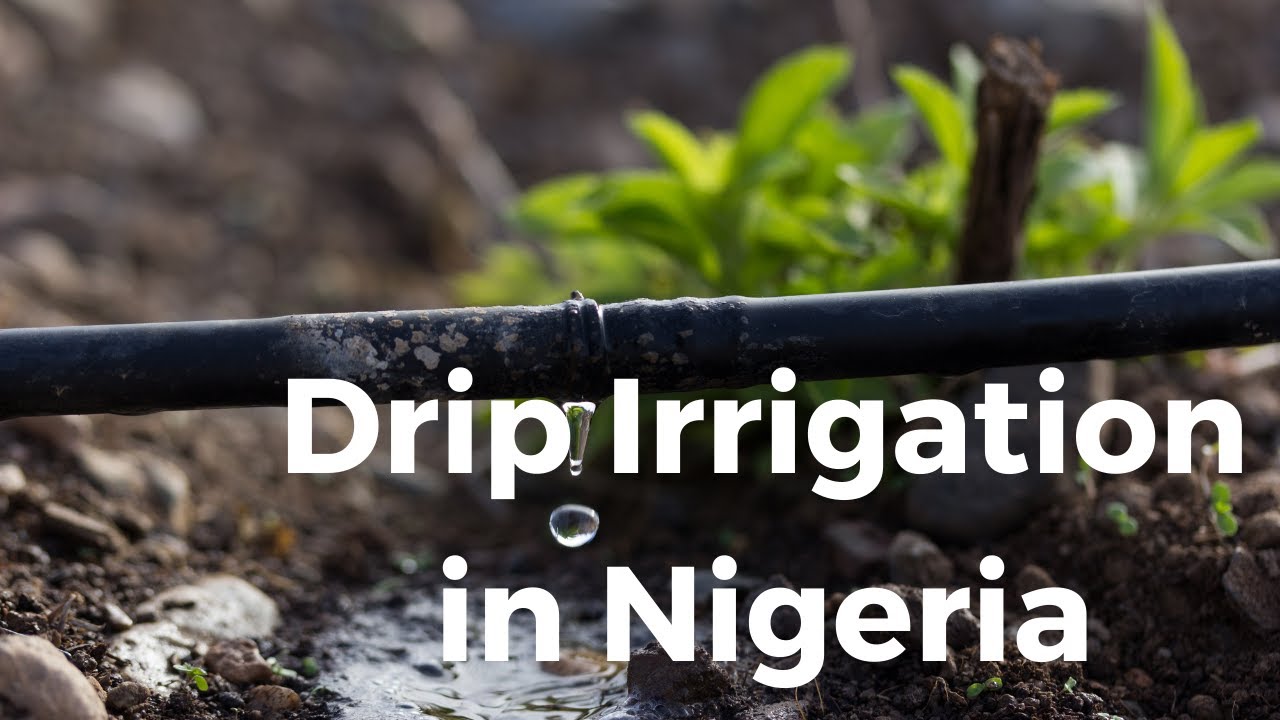 Drip Irrigation in Nigeria YouTube