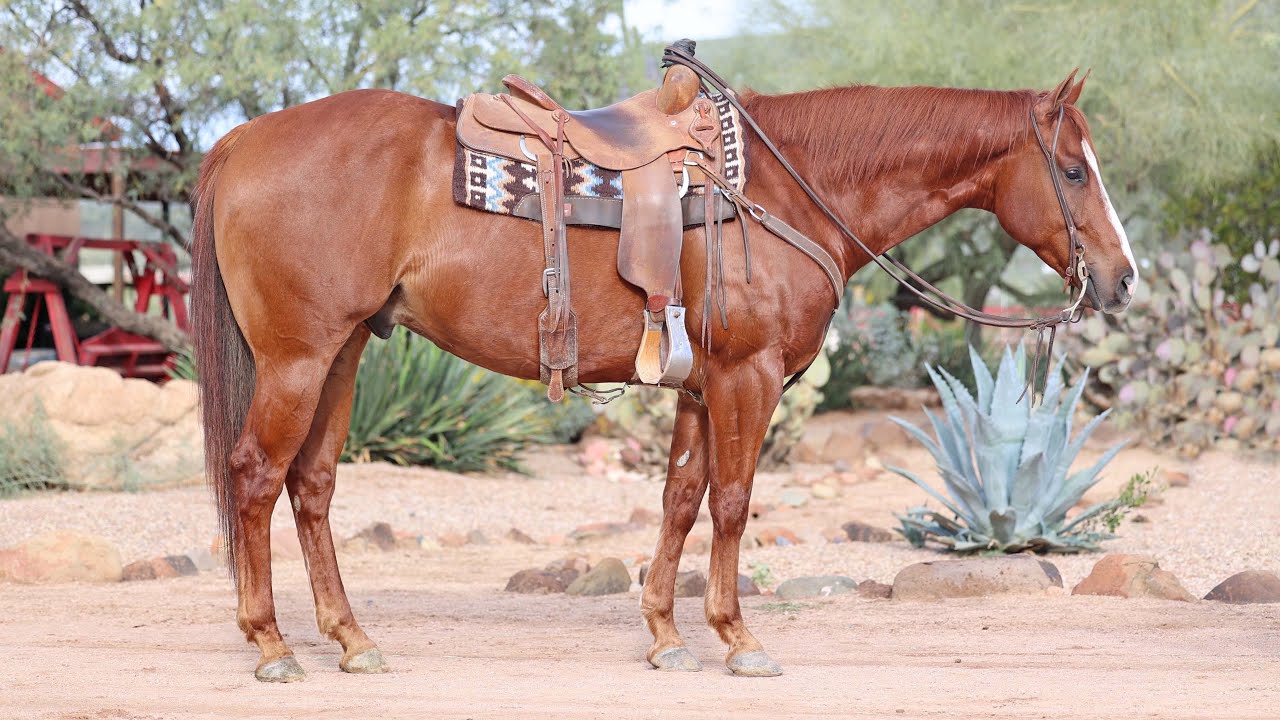 2021 AQHA GELDING BY SLYE BY DESIGN and out of a grand daughter of DASH TA FAME