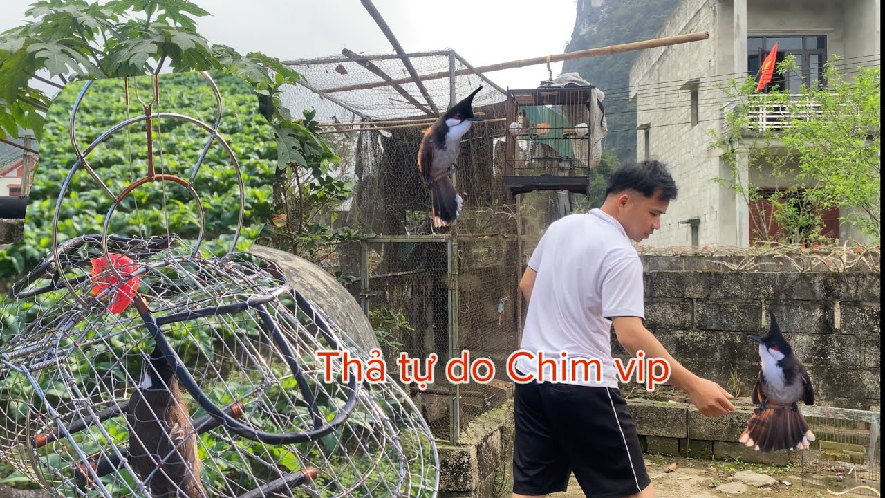 Chim Chào mào nuôi thả tự do như gà và những chú Mộc dở quá vip|Huy sky