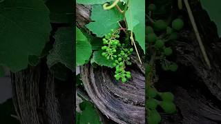 Красота виноградной лозы 🌿 A beauty of grape 🌿 #grape #nature #виноград #природа #красота #beauty