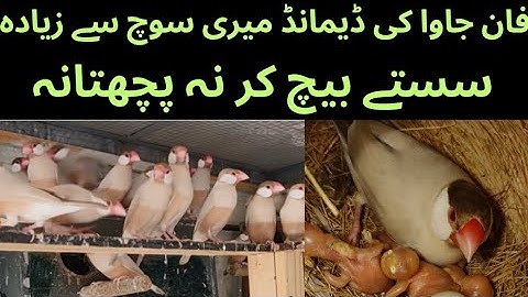 Fawn Java Breeding Setup||Fawn Java ki Demand Mari soch se Bhi ziyada  || ASIF BIRDS FARM 