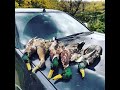 настоящая охота с пневматикой хатсан 125- много уток!real pneumatic hunting-many dead ducks
