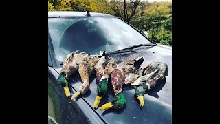 real pneumatic hunting-many dead ducks real pneumatic hunting-many dead ducks