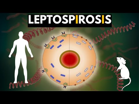Videó: A leptospirózis kitörése folytatódik
