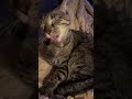 "Thorin" is cleaning the beans🫘 #tabby #cat