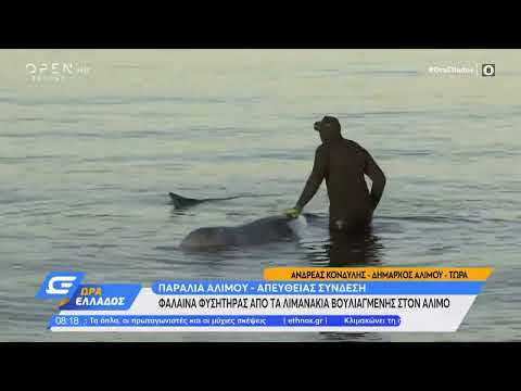 Φάλαινα φυσητήρας στον Άλιμο - Αγωνία για τον απεγκλωβισμό της