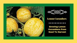 Lemon Cucumbers  Growing Lemon Cucumbers From Seed To Harvest