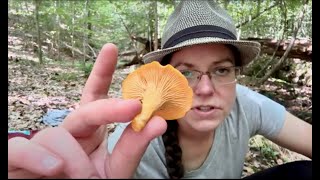 Where can I hunt chanterelles? Mushroom hunting rules & habitats + Cantharellus velutinus deep dive