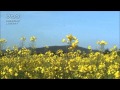 夢をあきらめないで 岡村孝子 カバー XXX=erika-mini