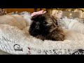 Most adorable shih tzu puppy baby girl  under the christmas tree 