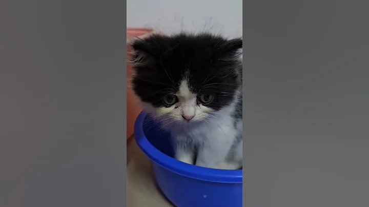 Watch the video about Persian kitten Minnu x Chunnu #persiancat #catlover #funnycats #youtubeshorts #kittencare