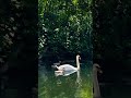 Pretty little family 💖#swan #family #love #nature #viral #trending #shorts #new #river #adorable
