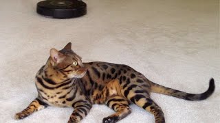 Ned the Bengal Cat HATES the Roomba vacuum!