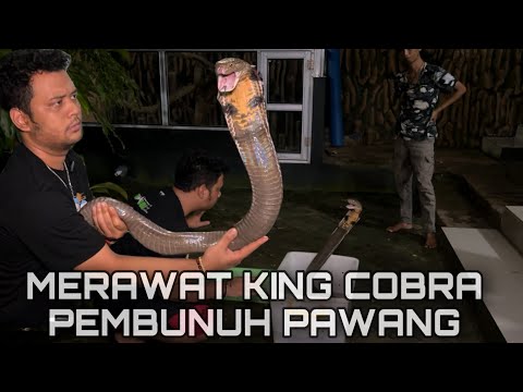 KING COBRA PEMBUNUH INI NYARIS GIGIT TANGAN SAAT PANJI RAWAT