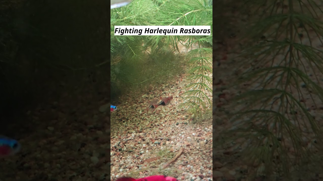 Harlequin Rasboras Tail Pushing | Funny Fish Behavior | AquaSaathi 🌙