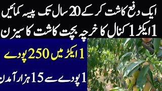 Apricot farming in Pakistan Pakpattan// ardo ki farming ka kharcha munafa aor msael