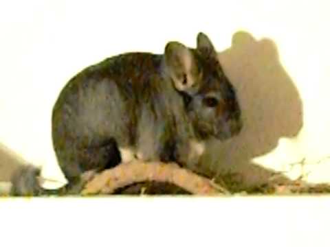 Observing San The Chinchilla!