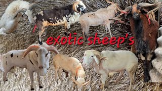 exotic sheep's for sale in Hyderabad baig farm bowenpally | aggressive sheep's | qurbani ke bakre