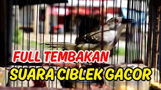  Tembakan Suara Ciblek Gacor  Cikris Gacor  Bren Untuk Masteran Murai Batucijo Konin 