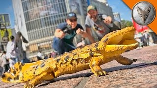 Catching GIANT SALAMANDERS in TOKYO! Catching GIANT SALAMANDERS in TOKYO!