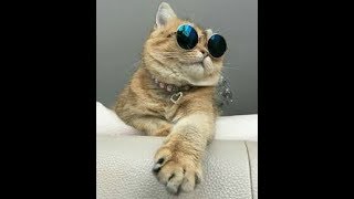 cute dogs and cats doing funny things 2019 funny cats and dogs videos