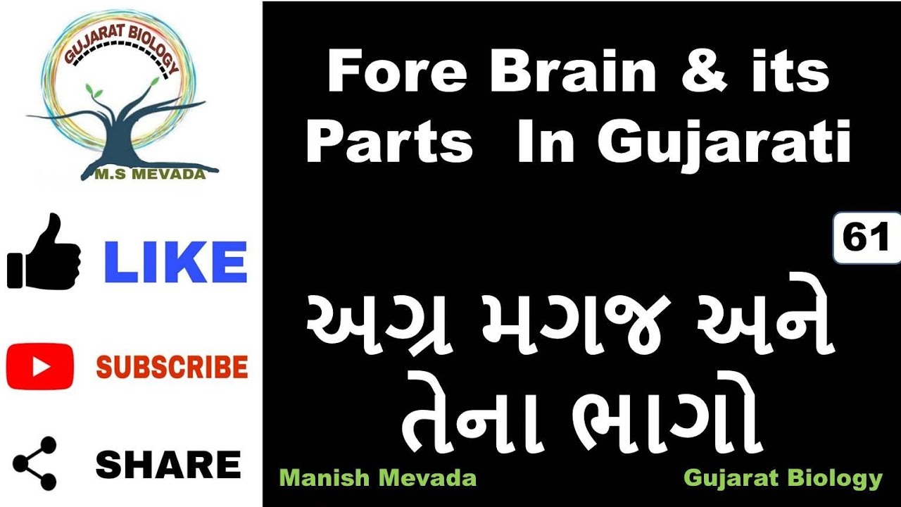 Fore Brain Its Parts In Gujarati YouTube