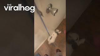 Bunny Traps Man In The Bathroom || Viralhog