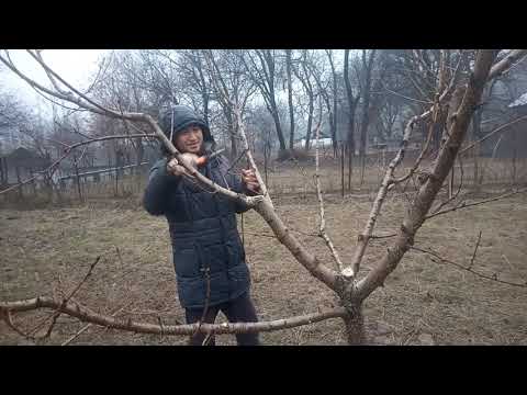 Video: Шабдалы дарактарында мөмө жок: мөмө алуу үчүн шабдалы дарактарына эмне керек