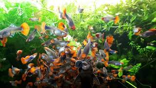 Bitkili Akvaryumda Sağlıklı Balık 15 Adetten 300 400 Adete Tuxedo Koi.