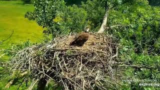 Decorah Eagles North DNF fights  off an intruder by the nest 07 23 2020