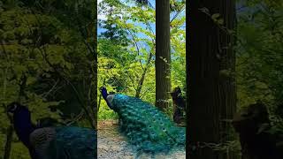 hi Kim, nache. moor Seymour. ,🥰🥰☺️☺️