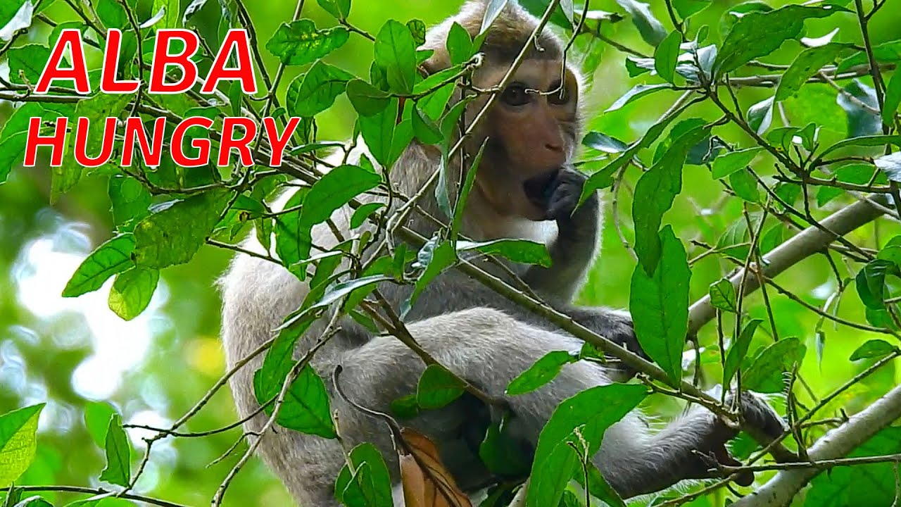 Looked poor girl Alba eat leaves alone on the tree! Alba can not find food she is very hungry