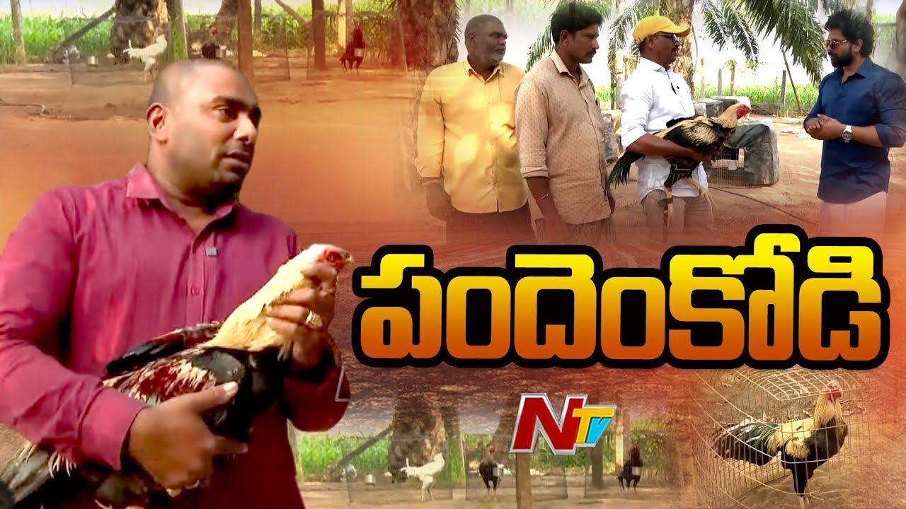Sankranti Special : పందెం కోళ్లు ఎన్ని రకాలు.. ఎలా ఉంటాయి..! | Ntv