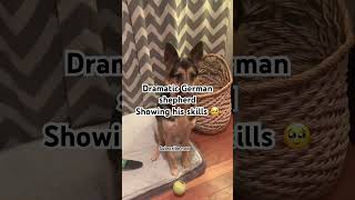 Talented german shepherd showing his skills #gsd #dog #dogvideo