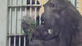 Gorilla⭐️Genki pushed away the smartphone of the zookeeper who was filming the baby gorilla.