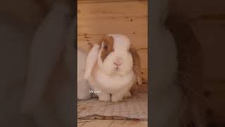 give me more food... #rabbit #うさぎ #minilop #cute #animals