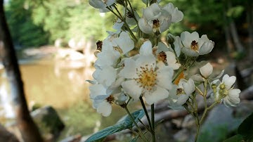 Zhiyun Crane M + Lumix G7 | Test in 4K (Ultra HD)